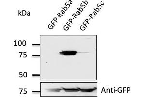 Western Blotting (WB) image for anti-RAB5B, Member RAS Oncogene Family (RAB5B) (C-Term) antibody (ABIN1439995) (RAB5B 抗体  (C-Term))