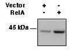Western Blotting (WB) image for anti-Major Histocompatibility Complex, Class I, A (HLA-A) antibody (ABIN2665034)