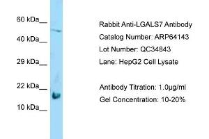 Western Blotting (WB) image for anti-Galectin 7 (LGALS7) (Middle Region) antibody (ABIN2789744) (LGALS7 抗体  (Middle Region))
