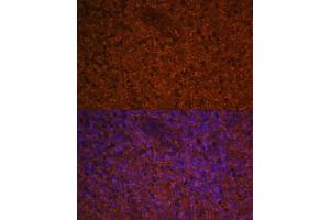 Immunofluorescence analysis of human spleen using CCL19 Polyclonal Antibody (ABIN7266300) at dilution of 1:100 (40x lens). (CCL19 抗体  (AA 22-95))