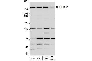 Western Blotting (WB) image for anti-Hect Domain and RLD 2 (HERC2) (AA 4784-4834) antibody (ABIN7450322) (HERC2 抗体  (AA 4784-4834))