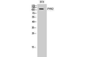 Western Blotting (WB) image for anti-PTK2B Protein tyrosine Kinase 2 beta (PTK2B) (Ser374) antibody (ABIN3177055) (PTK2B 抗体  (Ser374))