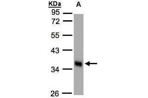 WB Image Sample(30 ug whole cell lysate) A:HeLa S3, 10% SDS PAGE antibody diluted at 1:1000 (PLSCR1 抗体)