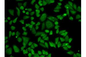 Immunofluorescence (IF) image for anti-Aldehyde Dehydrogenase 2 Family (Mitochondrial) (ALDH2) (AA 1-380) antibody (ABIN3021779)