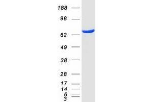 Validation with Western Blot (HSPA6 Protein (Myc-DYKDDDDK Tag))