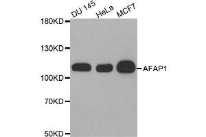 Western Blotting (WB) image for anti-Actin Filament Associated Protein 1 (AFAP1) antibody (ABIN1870854) (AFAP 抗体)