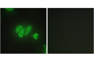 Immunofluorescence analysis of HepG2 cells, using PDZD2 antibody. (PDZD2 抗体  (N-Term))