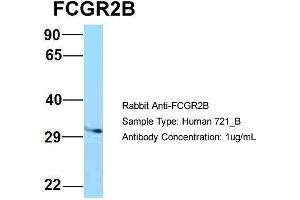 Host: Rabbit Target Name: FCGR2B Sample Type: 721_B Antibody Dilution: 1. (FCGR2B 抗体  (C-Term))