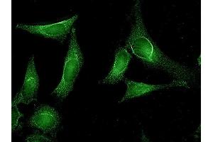 Immunocytochemistry/Immunofluorescence analysis using Rat Anti-Aha1 Monoclonal Antibody, Clone 25F2. (AHSA1 抗体  (Atto 390))