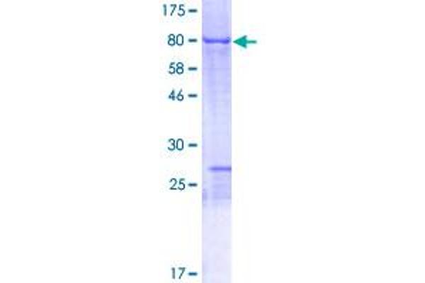 NOSTRIN Protein (AA 1-506) (GST tag)