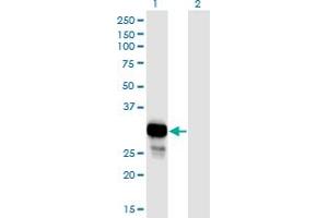 Western Blot analysis of NP expression in transfected 293T cell line by NP monoclonal antibody (M01), clone 6E5. (PNP 抗体  (AA 1-289))