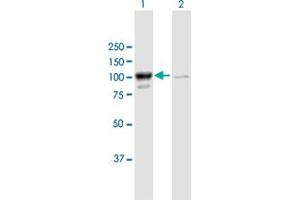 Western Blot analysis of MARS expression in transfected 293T cell line by MARS MaxPab polyclonal antibody. (Mars (MARS) (AA 1-900) 抗体)