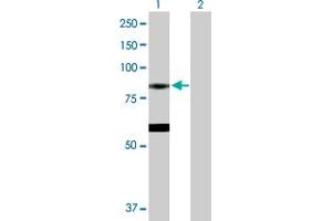 Western Blot analysis of EPX expression in transfected 293T cell line by EPX MaxPab polyclonal antibody. (EPX 抗体  (AA 1-715))