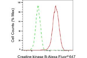 Flow cytometric analysis of Creatine kinase B expression in HAP-1 cells using Creatine kinase B antibody (ABIN7798161), 1:2,000). (Recombinant CKB 抗体)