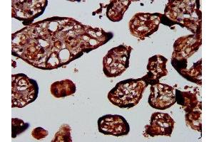 IHC image of ABIN7163316 diluted at 1:400 and staining in paraffin-embedded human placenta tissue performed on a Leica BondTM system. (PLA1A 抗体  (AA 293-398))
