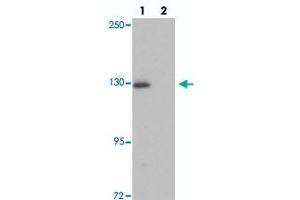 Western blot analysis of RAPGEF4 in rat liver tissue with RAPGEF4 polyclonal antibody  at 1 ug/mL in (lane 1) the absence and (lane 2) the presence of blocking peptide. (RAPGEF4 抗体  (N-Term))