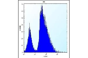 VSNL1 Antibody (Center) (ABIN656135 and ABIN2845474) flow cytometric analysis of 293 cells (right histogram) compared to a negative control cell (left histogram). (VSNL1 抗体  (AA 47-75))