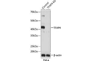 Western blot analysis of extracts from normal (control) and TF knockout (KO) HeLa cells, using TF antibody (ABIN7270888) at 1:500 dilution. (TFAP4 抗体)