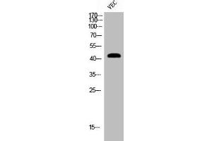 Western Blot analysis of VEC cells using Cleaved-MMP-12 (G106) Polyclonal Antibody (MMP12 抗体  (Cleaved-Gly106))