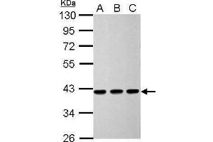 WB Image Sample (30 ug of whole cell lysate) A: 293T B: HeLa C: HepG2 10% SDS PAGE antibody diluted at 1:5000 (CNN3 抗体)