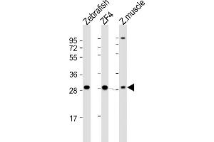 All lanes : Anti-Zebrafish ak2 Antibody (N-term) at 1:2000 dilution Lane 1: Zebrafish lysate Lane 2: ZF4 whole cell lysate Lane 3: Zebrafish muscle lysate Lysates/proteins at 20 μg per lane. (Adenylate Kinase 2 抗体  (N-Term))