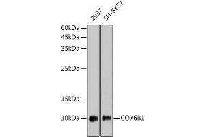 Western blot analysis of extracts of various cell lines, using COX6B1 antibody (ABIN7266642) at 1:1000 dilution.