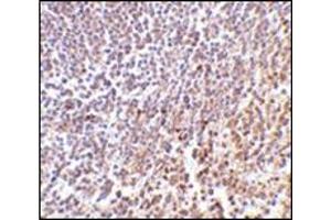Immunohistochemistry of MD-1 in human spleen tissue with this product at 2 μg/ml. (LY86 抗体  (C-Term))