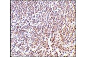 Immunohistochemistry of MD-1 in human spleen tissue with this product at 2 μg/ml.