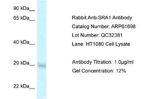 Western Blotting (WB) image for anti-Steroid Receptor RNA Activator 1 (SRA1) (Middle Region) antibody (ABIN2788871)