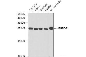 Western blot analysis of extracts of various cell lines using NEUROG1 Polyclonal Antibody at dilution of 1:400. (Neurogenin 1 抗体)