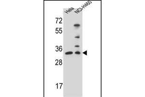 NTHL1 Antibody (Center ) (ABIN655501 and ABIN2845017) western blot analysis in Hela,NCI- cell line lysates (35 μg/lane). (Nth Endonuclease III-Like 1 (NTHL1) (AA 88-117) 抗体)