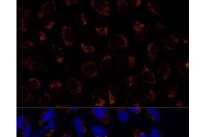 Immunofluorescence (IF) image for anti-TNF Receptor-Associated Protein 1 (TRAP1) antibody (ABIN7260637)