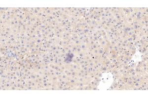 Detection of HRG in Rat Liver Tissue using Monoclonal Antibody to Histidine Rich Glycoprotein (HRG) (HRG 抗体  (AA 19-525))
