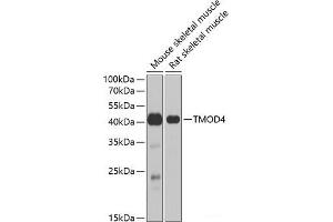 Western blot analysis of extracts of various cell lines using TMOD4 Polyclonal Antibody at dilution of 1:1000. (Tropomodulin 4 抗体)