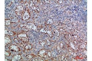 Immunohistochemical analysis of paraffin-embedded human-spleen, antibody was diluted at 1:200 (LTB 抗体  (AA 41-90))