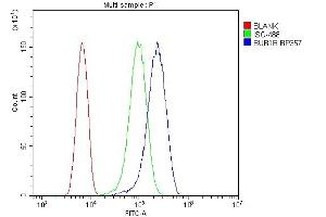 Flow Cytometry analysis of U87 cells using anti-Calpain 2 antibody (ABIN5518897). (BUB1B 抗体  (AA 26-448))