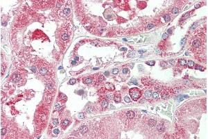 ABIN570690 (5µg/ml) staining of paraffin embedded Human Kidney. (KIF6 抗体  (Internal Region))
