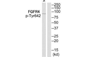 Western Blotting (WB) image for anti-Fibroblast Growth Factor Receptor 4 (FGFR4) (pTyr642) antibody (ABIN1847870) (FGFR4 抗体  (pTyr642))