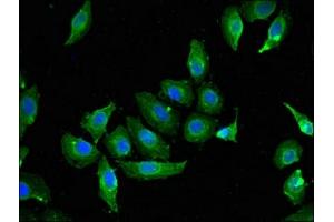 Immunofluorescent analysis of A549 cells using ABIN7147067 at dilution of 1:100 and Alexa Fluor 488-congugated AffiniPure Goat Anti-Rabbit IgG(H+L) (Caveolin 2 抗体  (AA 3-64))