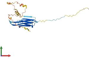 AlphaFold protein structure predicition of Human Recombinant HSPB1 Protein, UniprotID P04792