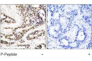 Image no. 1 for anti-cAMP Responsive Element Binding Protein 1 (CREB1) (pSer129) antibody (ABIN197039) (CREB1 抗体  (pSer129))