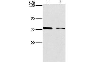 Western Blot analysis of MCF7 and hela cell using PPP1R13L Polyclonal Antibody at dilution of 1:500 (PPP1R13L 抗体)