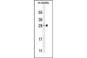Western blot analysis of RELL2 Antibody (Center) in Mouse testis tissue lysates (35ug/lane). (RELL2 抗体  (Middle Region))