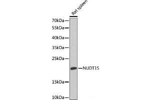 Western blot analysis of extracts of Rat spleen using NUDT15 Polyclonal Antibody at dilution of 1:1000. (NUDT15 抗体)
