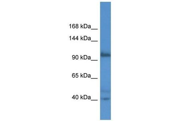 AFAP1L2 抗体  (N-Term)