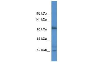 Western Blot showing AFAP1L2 antibody used at a concentration of 1. (AFAP1L2 抗体  (N-Term))