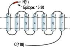 Representative domain view of the target of ABIN7884744.