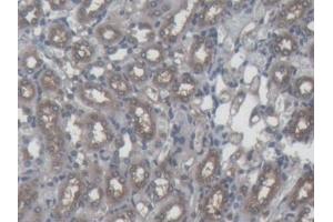 Detection of FTH in Mouse Kidney Tissue using Monoclonal Antibody to Ferritin, Heavy Polypeptide (FTH) (FTH1 抗体  (AA 1-182))