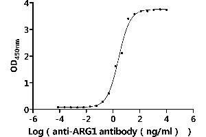Measured by its binding ability in a functional ELISA.