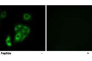 Immunofluorescence analysis of A-549 cells, using CNTN5 polyclonal antibody . (Contactin 5 抗体)
